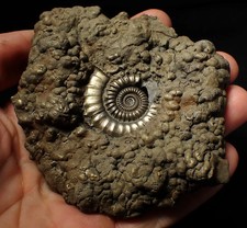 Huge Crucilobiceras pyrite ammonite fossil (102 mm)