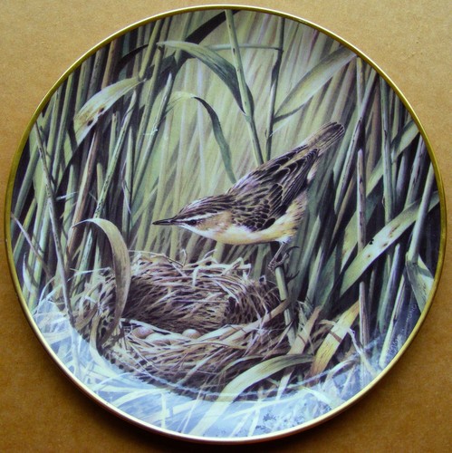 Sedge warbler with nest - with, by