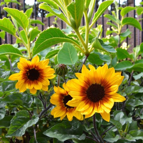 Patio sunflower plant 9cm - in,