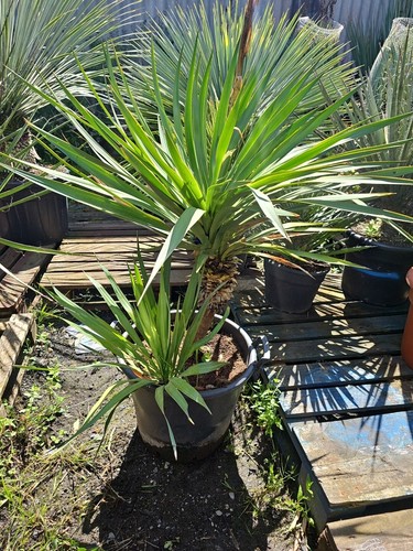 4ft yucca gloriosa - ,