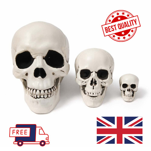 Human skull replica model - skull,