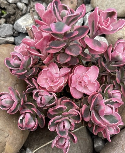 Rare hardy flourscent pink - rare,
