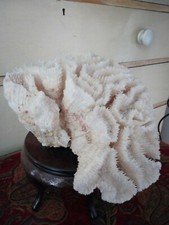 Large antique specimen - large, piece