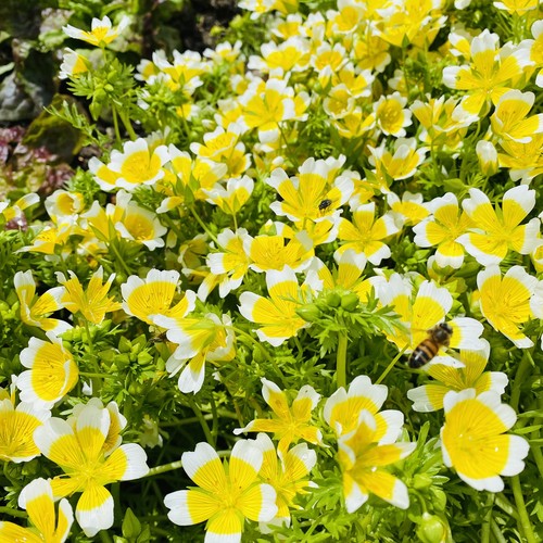 Poached egg plug plant - egg,