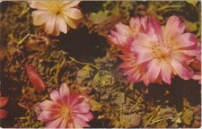 Bitterroot (Lewisia Rediviva)