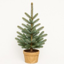 PREMIUM Blue Spruce Pot Grown