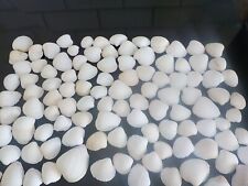 100 White Cockle Shells Beach Wedding Art Crafts Jewellery Shells 4cm - 6 cm