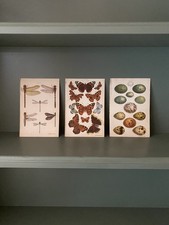 Antique / Vintage Original 1900 chromoLithograph bookplate print - 12 x 18cm 