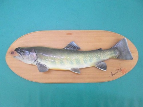 Japanese iwana char taxidermy - char,