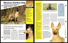 Mexican Hairless Dog - Temperament - Dogs Of The World Atlas Fact File Card