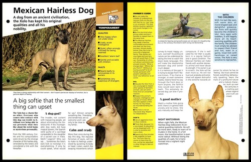 Mexican hairless dog - mexican,