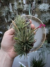 Tillandsia argentina Airplant