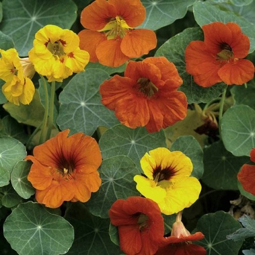 Nasturtium flower seeds - nasturtium,