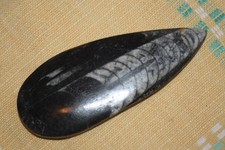 Fossil orthoceras 10cm long