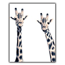 GIRAFFE GIRAFFES  METAL PRINT