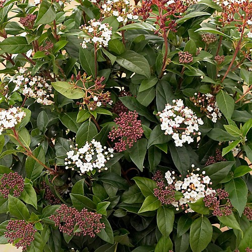 Winter flowering shrubs - winter,