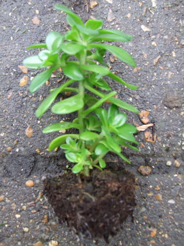 Hardy winter evergreen sedum - hardy,