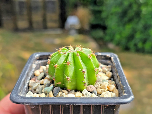 Echinopsis ancistrophora - ,