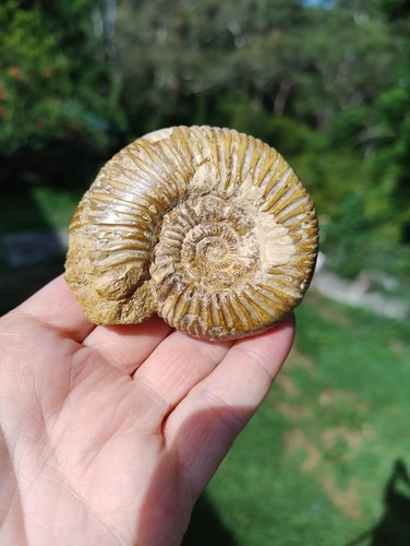 Fossil ammonite madagascar - fossil,
