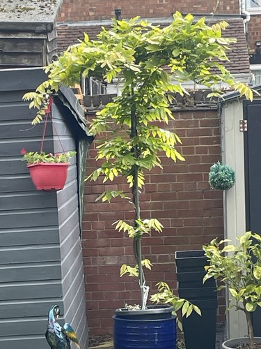 Wisteria umbrella plant - wisteria,