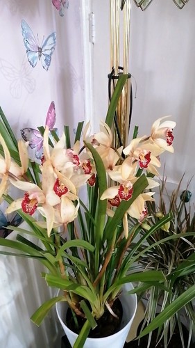 Cymbidium orchid deep - cymbidium,