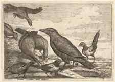 Wenceslas Hollar Raven crows and magpies Photo Print A4