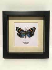 Eterusia repleta Moth in Box