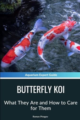 Butterfly koi what they are - koi,
