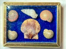 Dolls House Miniature. Shell Collection in Display Case 1:12 Scale