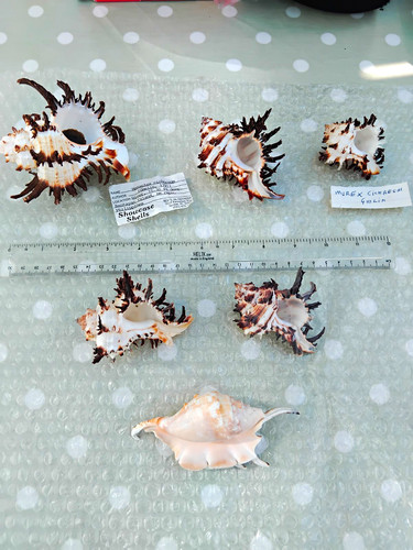 Mixed natural sea - shells, lot
