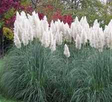 Outsidepride White Ornamental