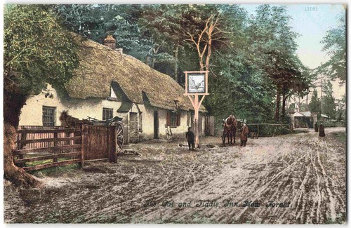 Cat fiddle new forest hinton - &,