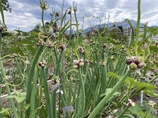 Organic Egyptian Walking Onion