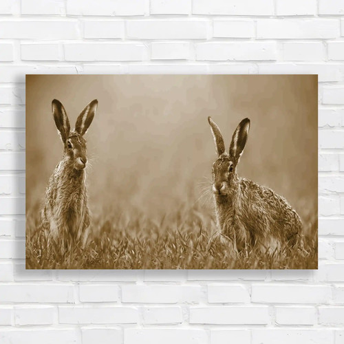 Easter bunny hares wildlife - hares,