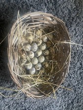 Coturnix Quail Eggs Great Colours