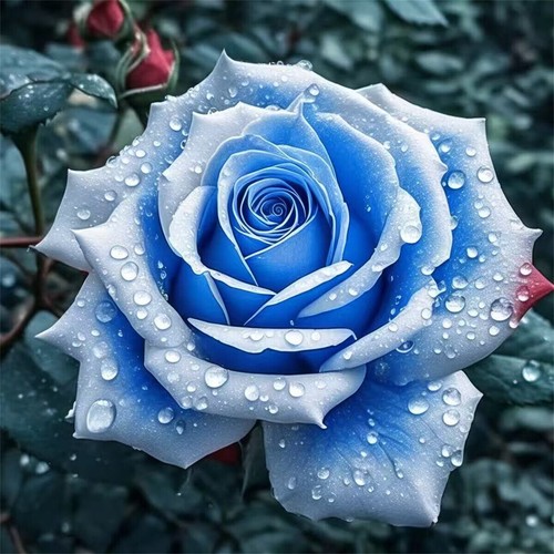 50pcs rainbow rose flower - rainbow,