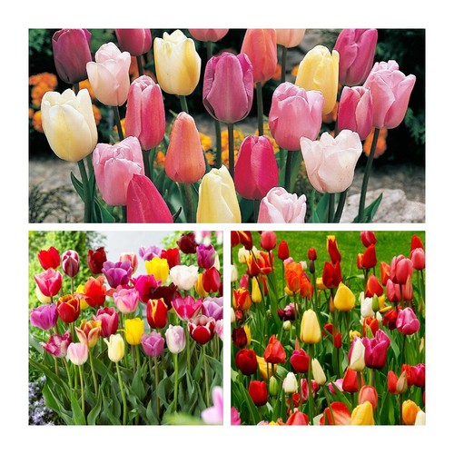 Mixed triumph garden - triumph, tulips