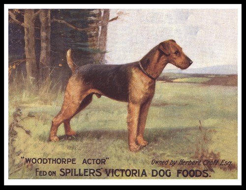 Airedale terrier dog - airedale,