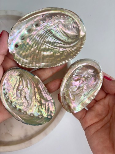 70mm 100mm abalone - 70mm, shells