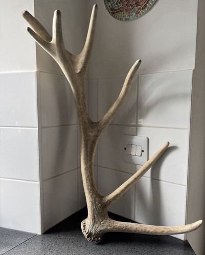 Large deer antler - deer,