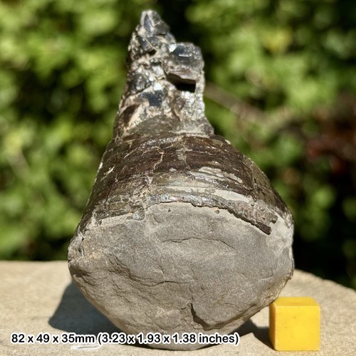 Belemnite fossil phragmocone - fossil,
