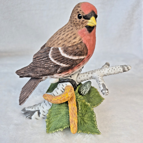Lenox common redpoll - common,
