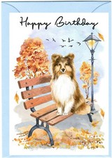 Shetland Sheepdog / Sheltie