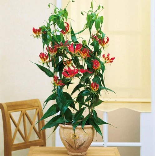 Climbing flame lily house - flame,