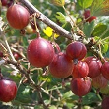 Gooseberry Hinnomaki Red