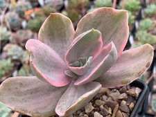 Echeveria 'Decora Variegated’