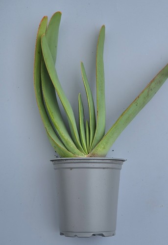 Aloe plicatilis - , )