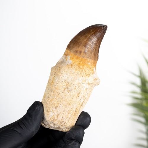 Original rooted mosasaur - xl,