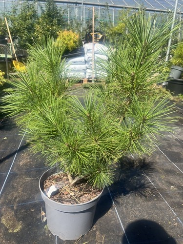 Japanese red pine alice - pine, 'alice