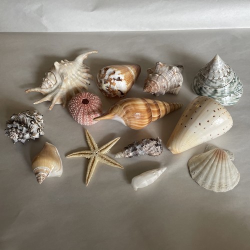 Vintage mixed sea shell - vintage,
